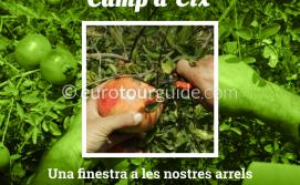 EuroTourGuide Coach Trips Elche Fireta del Camp