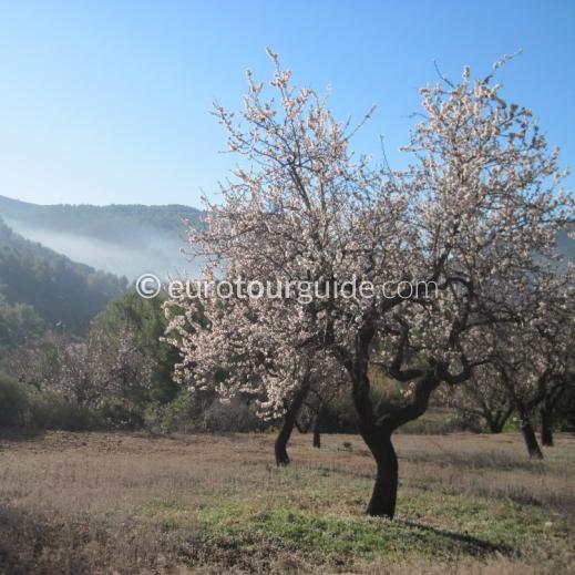 EuroTourGuide Coach Tour 5th-7th March Almond Blossom in Castilla-La Mancha