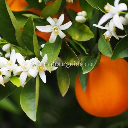 EuroTourGuide Coach Tour 11th & 12th March 2024 Ondara Culture & Cuisine